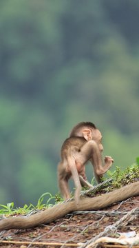A small monkey urinating