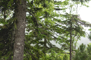 Fototapeta premium Tree