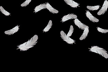 white bird feathers falling down in the air, black background.