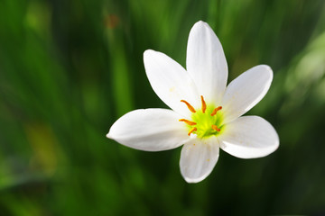 close up of beautiful rain lily flower