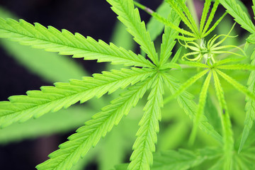 close up of fresh cannabis leaf
