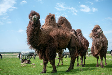 Camels Bactrianus