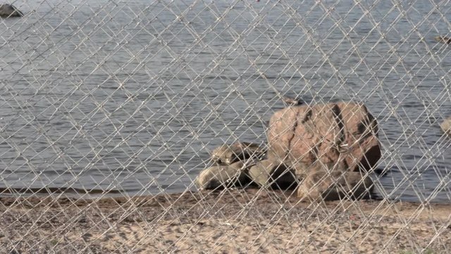 Stones in the water. Light breeze. Baltic Sea, Gulf of Finland, coast of K&auml;smu. Filmed through fishing net. Panorama to left
