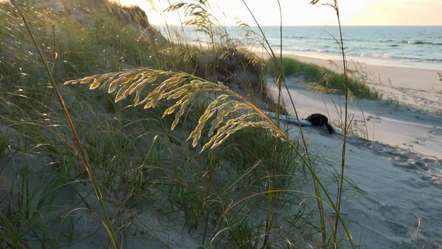 Sea oats in the breeze,illuminated by the early morning sun, giving them a golden glow that contrasts with the dunes, beach, ocean, and sky in the background. Occasional mild lens flare from the sun.