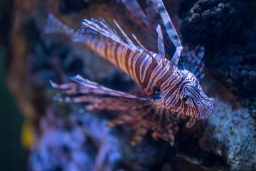 Naklejka na ściany i meble Image of a lionfish at a coral reef environment