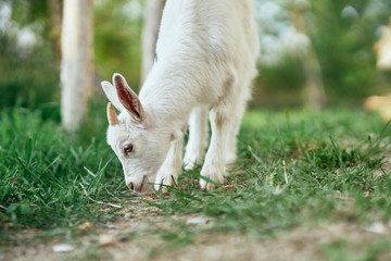 goat on green grass