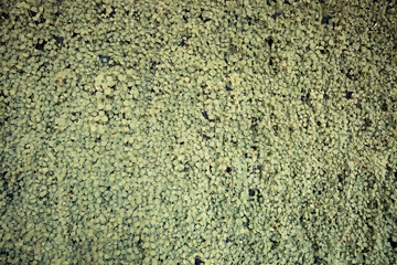 Green leaf wall