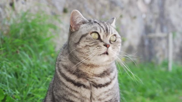 tabby cat sits and looks around