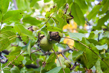 Walnuts in a green shell.