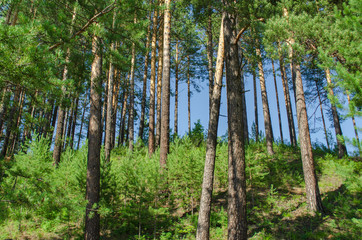 taiga, pine forest, blue sky