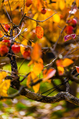 柿の葉（紅葉）