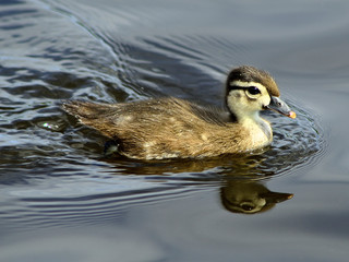 Baby duck 
