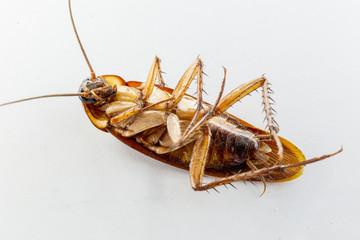 Periplaneta is a genus of cockroaches. The group is known as set by cockroaches due to the reddish coloration of their species. Insect white background.