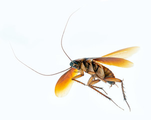 Periplaneta is a genus of cockroaches. The group is known as set by cockroaches due to the reddish coloration of their species. Insect white background.