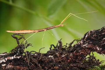 Stick insect or Phasmids (Phasmatodea or Phasmatoptera) also known as walking stick insects, stick-bugs, bug sticks or ghost insect. Stick insect camouflaged on tree. Selective focus, copy space