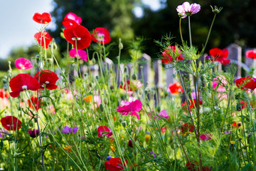 Mixture of colorful red, pink purple and blue wildflowers growing in a field; Poppies, garden cosmos, and other flowers growing together