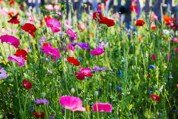 Mixture of colorful red, pink purple and blue wildflowers growing in a field; Poppies, garden cosmos, and other flowers growing together