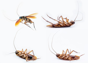 Periplaneta is a genus of cockroaches. Several red cockroaches, domestic type, with white background. Brazilian cockroaches.