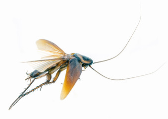 Periplaneta is a genus of cockroaches. The group is known as set by cockroaches due to the reddish coloration of their species. Insect white background.