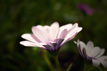 Close-up of white gerbera flowers on a dark background