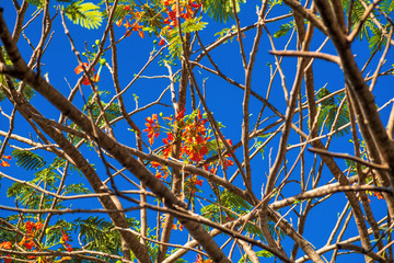 tree on a background