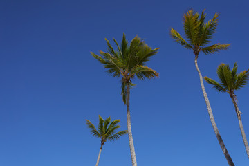 palm tree against blue sky