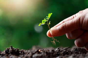 Farmer hand planting sprout (tamarind tree) in fertile soi.