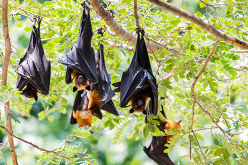 fruit bat on the tree