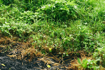 green grass in the garden