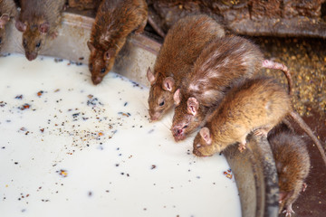 Rats drinking milk in Karni Mata Temple or Rats Temple. Deshnok. Rajasthan. India