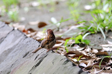 sparrow on ground