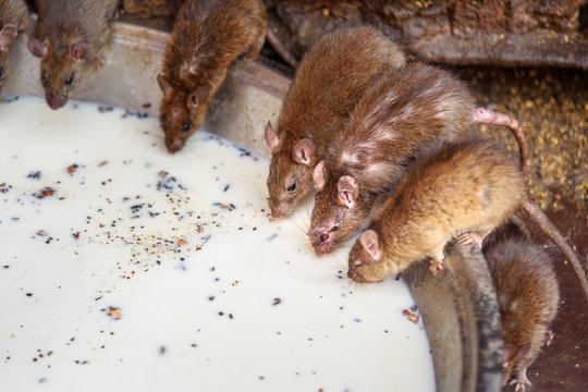 Rats drinking milk in Karni Mata Temple or Rats Temple. Deshnok. Rajasthan. India
