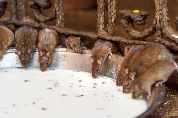 Rats drinking milk in Karni Mata Temple or Rats Temple. Deshnok. Rajasthan. India
