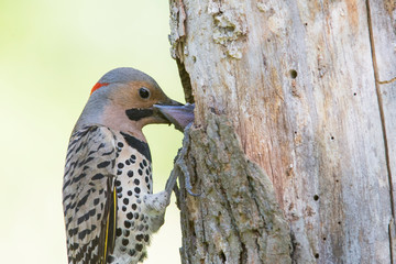  Male northern flicker (Colaptes auratus) at nest