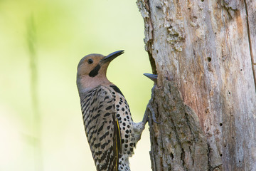  Male northern flicker (Colaptes auratus) at nest