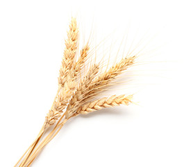 Wheat spikelets on white background