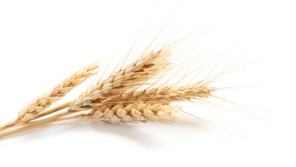 Wheat spikelets on white background