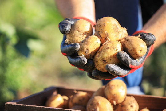 Male farmer with gathered potatoes in field, closeup