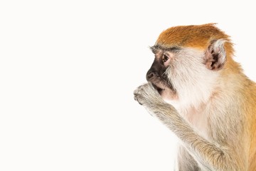 Obraz premium Monkey Close-up