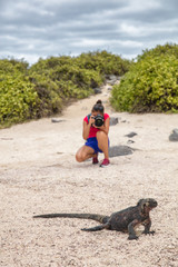 Galapagos Christmas Iguana and tourist wildlife photographer taking picture. Marine iguana on...
