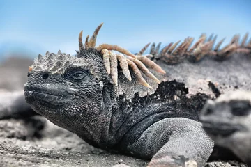 Foto op Canvas Galapagos Iguana lying in the sun on rock. Marine iguana is an endemic species in Galapagos Islands Animals, wildlife and nature of Ecuador. Funny, funky cool looking iguana. © Maridav