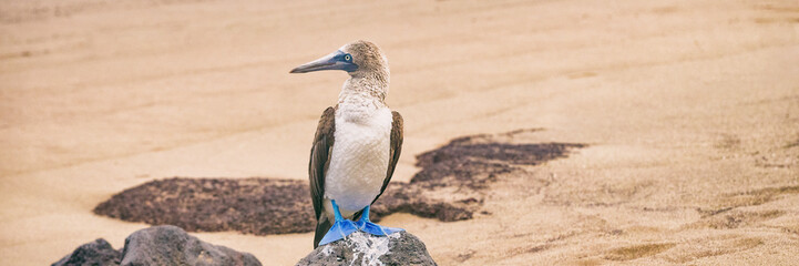 Naklejka na ściany i meble Blue-footed Booby - Iconic and famous galapagos animals and wildlife. Blue footed boobies are native to the Galapagos Islands, Ecuador, South America.
