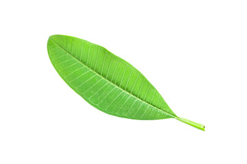 Isolated leaves on the white background.Jack leave.fresh leaves.