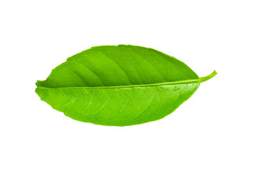 Obraz premium Isolated leaves on the white background.Jack leave.fresh leaves.