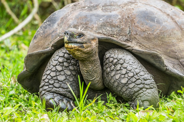 Naklejka premium Animals. Galapagos Giant Tortoise on Santa Cruz Island in Galapagos Islands. Animals, nature and wildlife photo close up of tortoises in the highlands of Galapagos, Ecuador, South America.