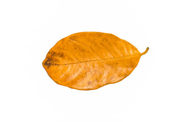 Isolated leaves on the white background.Jack leave.fresh leaves.