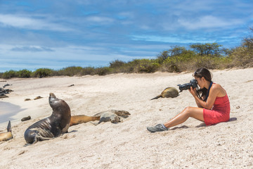 Galapagos tourist photographing taking pictures of many Galapagos Sea Lions on cruise ship adventure travel holidays vacation, Mann Beach (Playa Mann), San Cristobal, Galapagos, Ecuador.