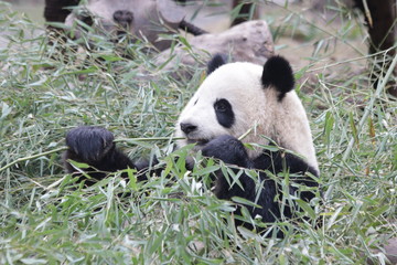Fluffy Round Face Female Panda name Miao Miao, Chengdu, China
