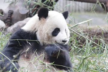 Obraz na płótnie Canvas Fluffy Round Face Female Panda name Miao Miao, Chengdu, China