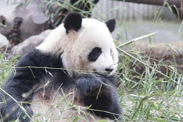 Obraz premium Fluffy Round Face Female Panda name Miao Miao, Chengdu, China